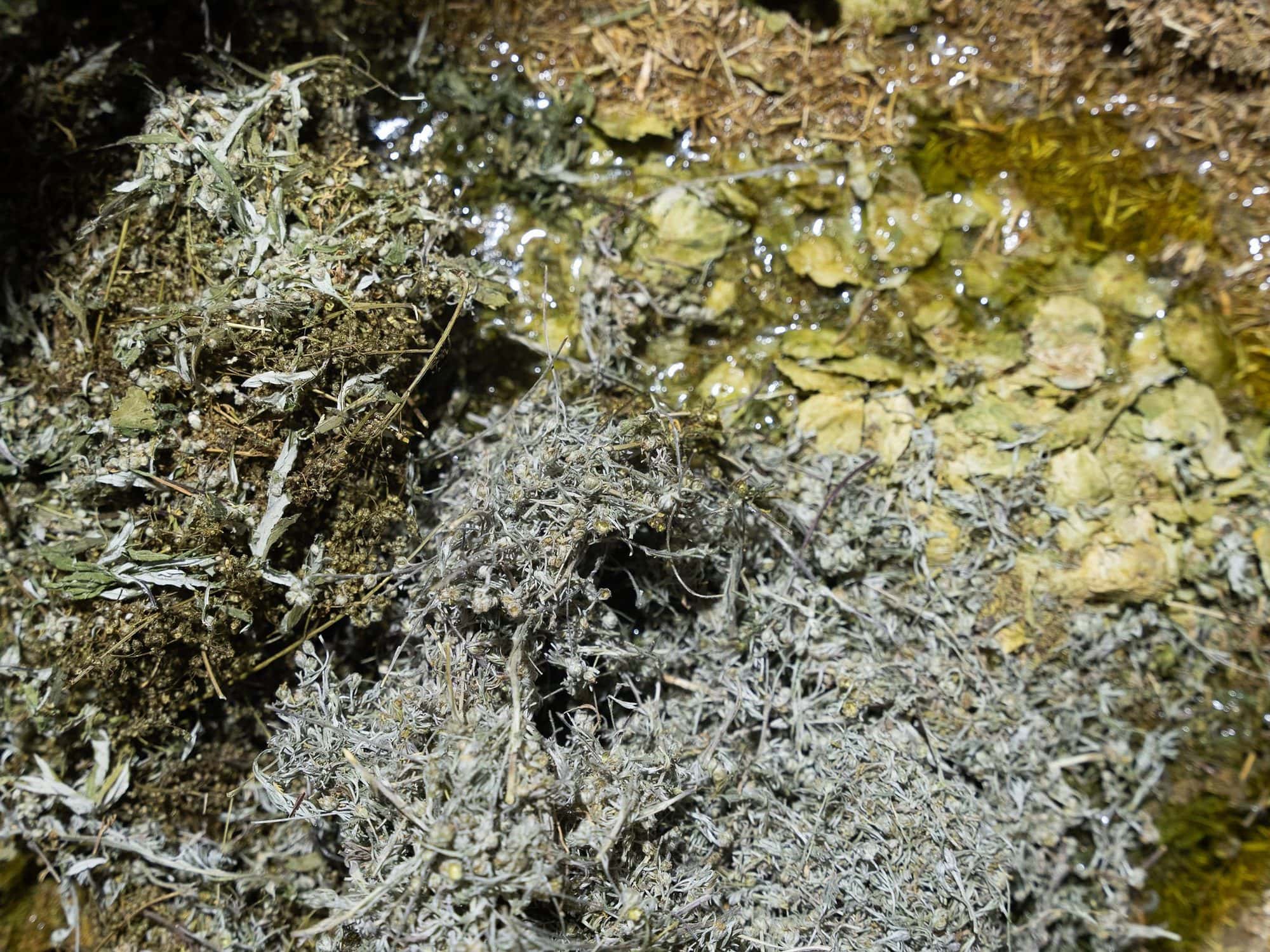 Hierbas alpinas y botánicos del genepy — Genepy de January Spirits